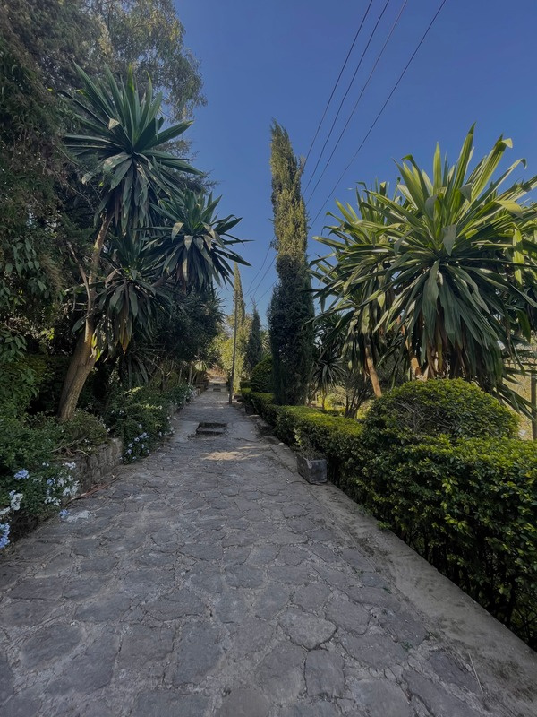 Stone garden path bordered by tall foliage and clipped hedges at Wanza